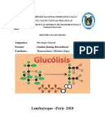 Resumen-Flujograma (Glucolisis Y Ciclo de Krebs)