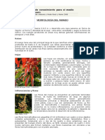 MORFOLOGIA DEL MANGO - No Usar PDF