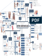 Esquema - Sistema Cardio Vascular.