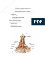 Topografía Del Cuello