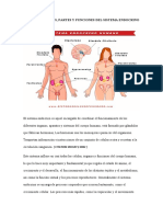 Generalidades, Partes y Funciones Del Sistema Endocrino