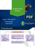 Anaplasmosis Bovina
