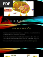 Ciclo de Krebs