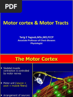 Motor Cortex Pyramidal Extrapyramidal