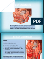 Region Maseterina Diapositivas