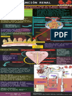 Infografía-Función Renal Parra María J