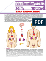 Sistema Endocrino-Material