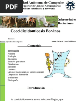 Coccidioidomicosis Bovinos