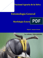 Morfología Externa PDF