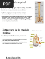 Medula Espinal