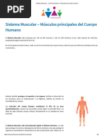 Sistema Muscular