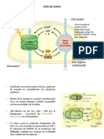 Calvin Cycle