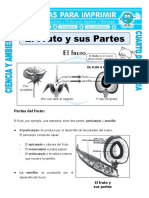 Ficha El Fruto y Sus Partes para Cuarto de Primaria