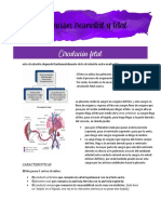 2) 26.08 Circulación Neonatal y Fetal Apuntes