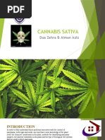 Cannabis Sativa: Dua Zehra & Aiman Aziz