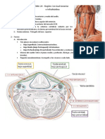 TEMA 24 - Región Cervical Anterior e Infrahioidea