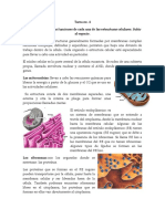 Tarea V Funciones de Cada Una de Las Estructuras Celulares