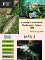 Crocodylus Intermedius