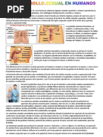 El Desarrollo Sexual en Humanos PDF