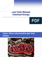 How Cells Release Chemical Energy