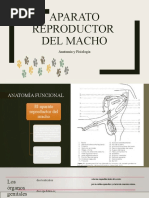 Aparato Reproductor Del Macho