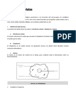 Ficha Las Celulas para Quinto de Primaria