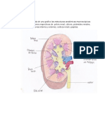 Anatomia Renal-2