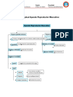 Mapa Conceptual Aparato Reproductor Masculino y Femenino