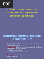 Ultrastructure of Bacterial Cell - Permanent and Non-Permanent Elements of Bacterial Cell