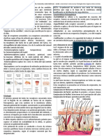 8°los Receptores Sensoriales.