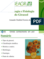 Girassol Fenologia