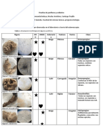 Practica de Poríferos y Cnidarios