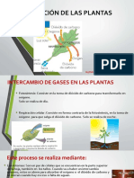 Respiracion de Las Plantas 1