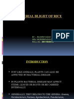 Bacterial Blight of Rice: By:-Rajnish Yadav Msc. Microbiology (Iii Sem) Roll No. 301105015