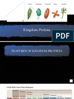 4.2. Kingdom Protista