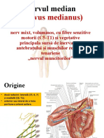 Nervul Median