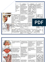 Musculos 1