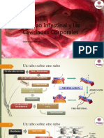 El Tubo Digestivo y Cavidades Corporales