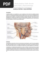 Glandula Parótida y Celda Parotídea