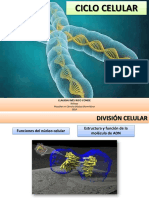 Ciclo Celular