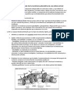 Organización Molecular de La Membrana Plasmática de Una Célula Animal