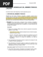 GUÍA 2 Esqueleto Apendicular Del Miembro Toracico y Pelvico