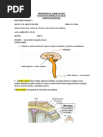 Medicina B Repaso Anatomia Humana II