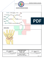 Anatomy Important Images: Arise