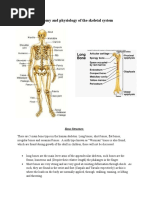 Anatomy and Physiology of The Skeletal System