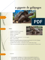 Tortugas Gigante de Galápagos