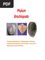 Brachiopoda 1