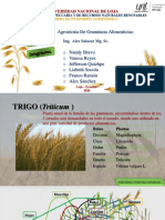 Ciclo Ontogenico Del Trigo PDF