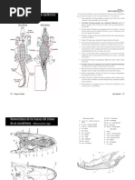 Clave Crocodylia PDF