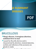 Large Ruminant Diseases